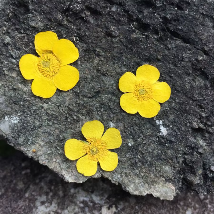 PMurcia Ranunculus jaune séché