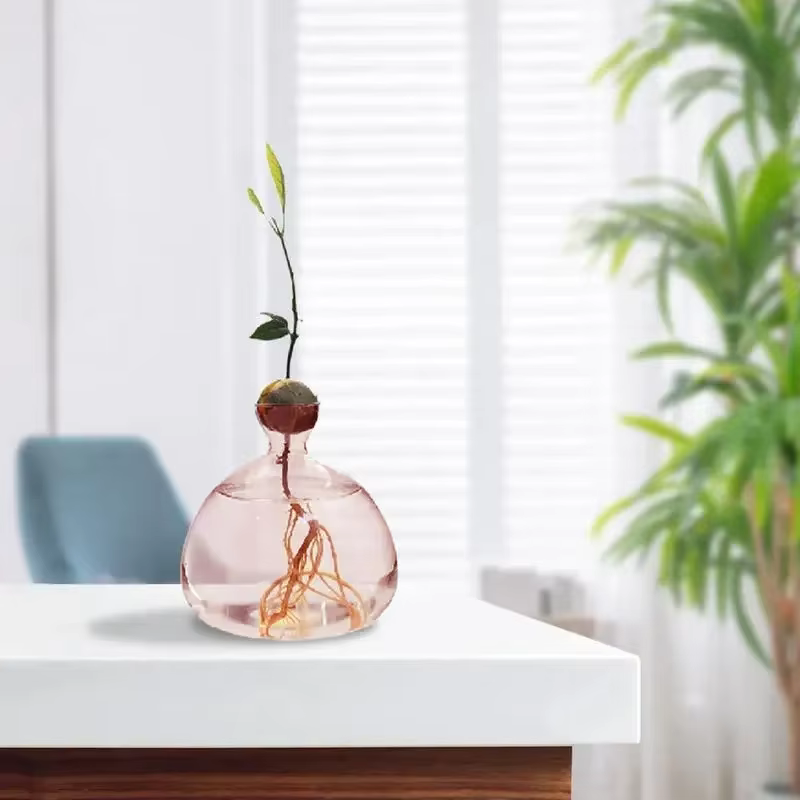 Vase hydroponique en verre Transparent