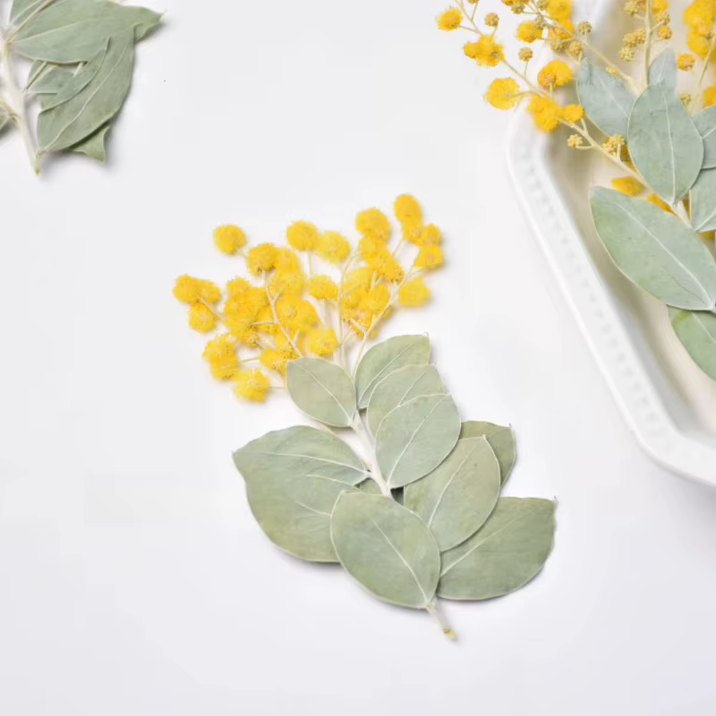 Branches d'Acacia Naturel avec Feuilles