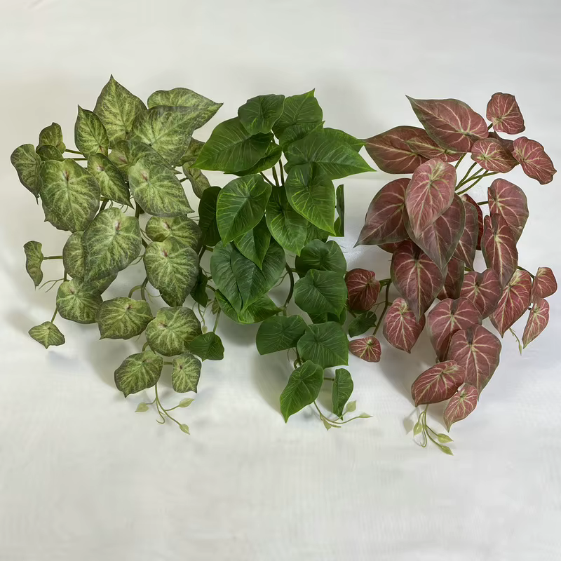 Plante murale de lierre vert
