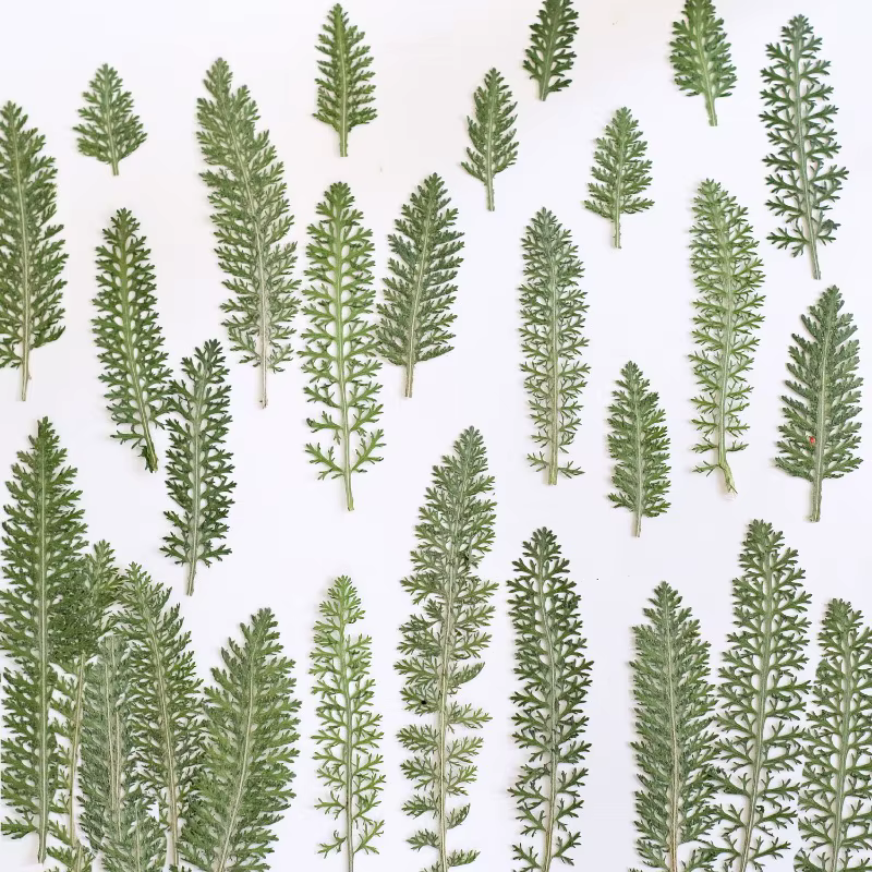24 pièces, Feuilles de fleurs de curry pressées et séchées