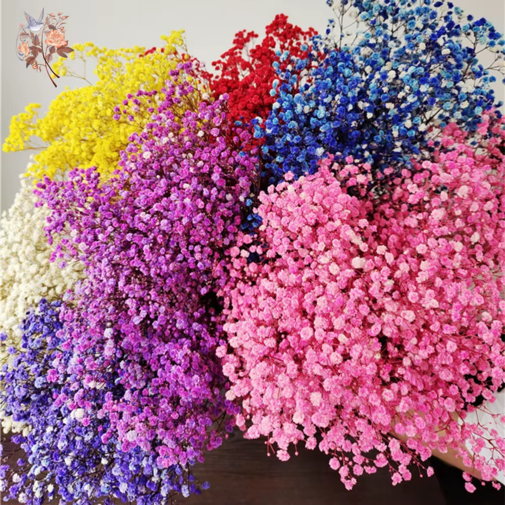 Fleurs séchées naturelles Gypsophila