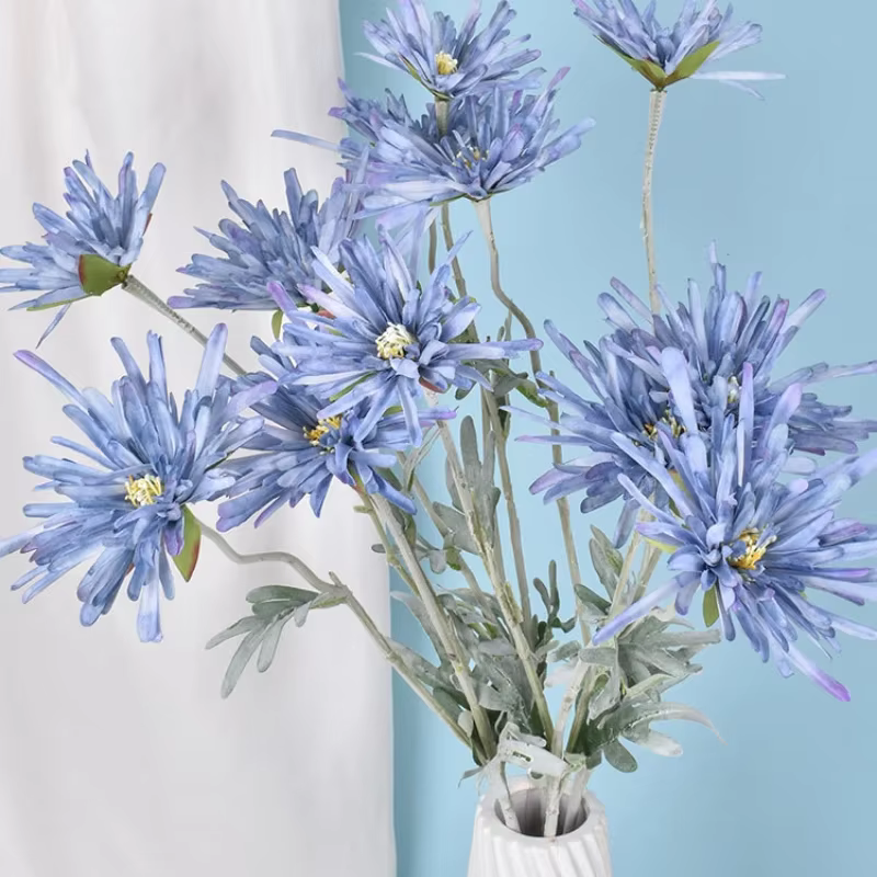 Griffe de crabe chrysanthème