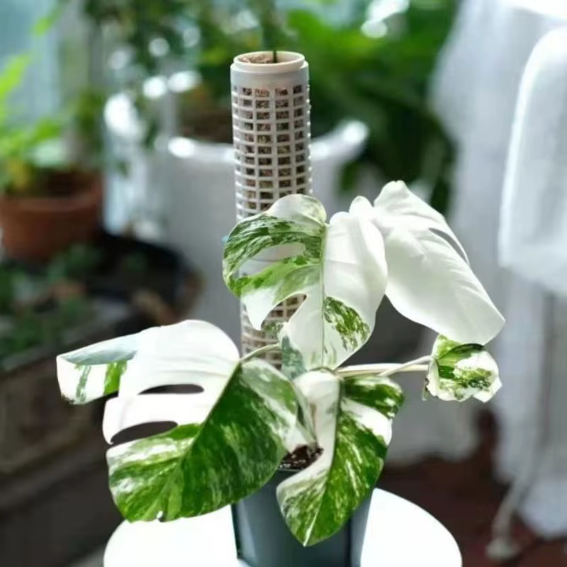Colonne de mousse hauteur 25CM