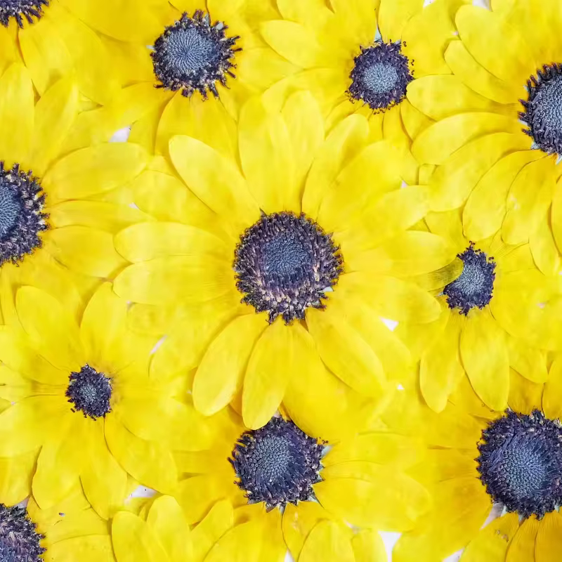 Kit d'artisanat de fleurs sèches de tournesol pressé