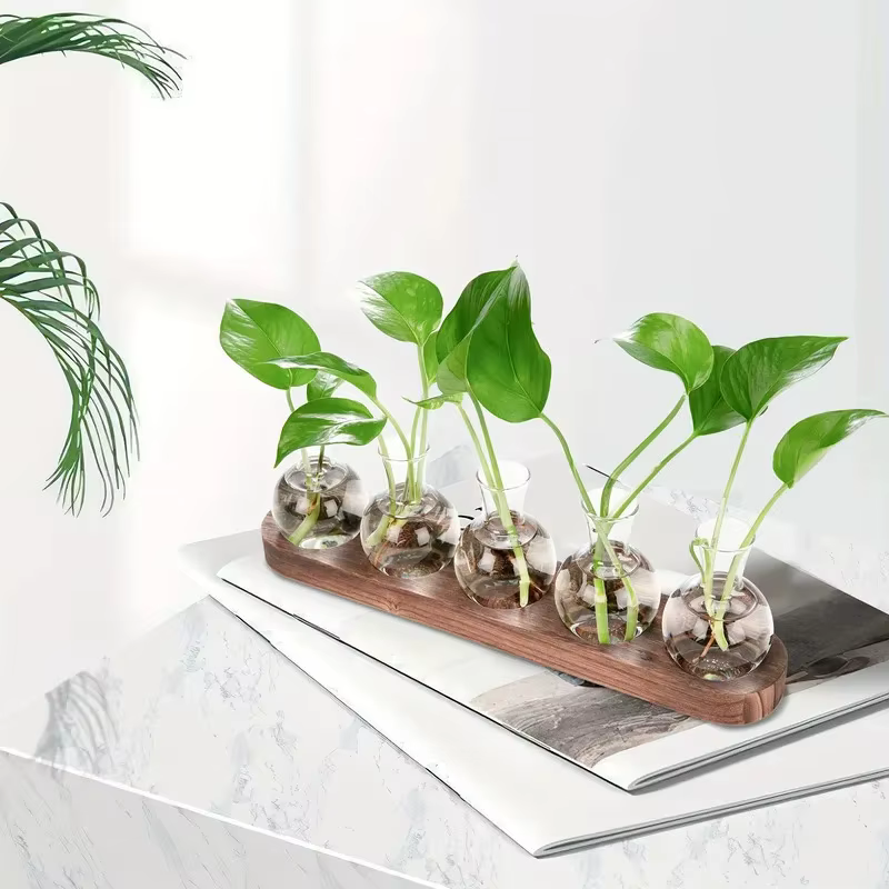 Terrarium en verre pour plantes avec plateau en bois – Pour vase hydroponique d'épandation intérieure