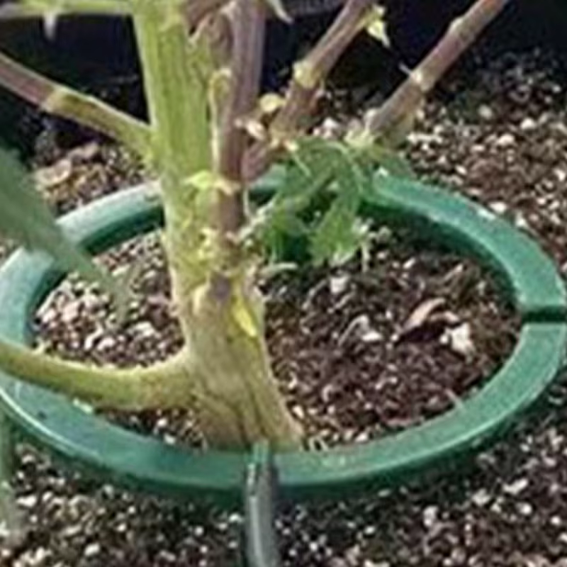Anneaux d'eau pour plantes
