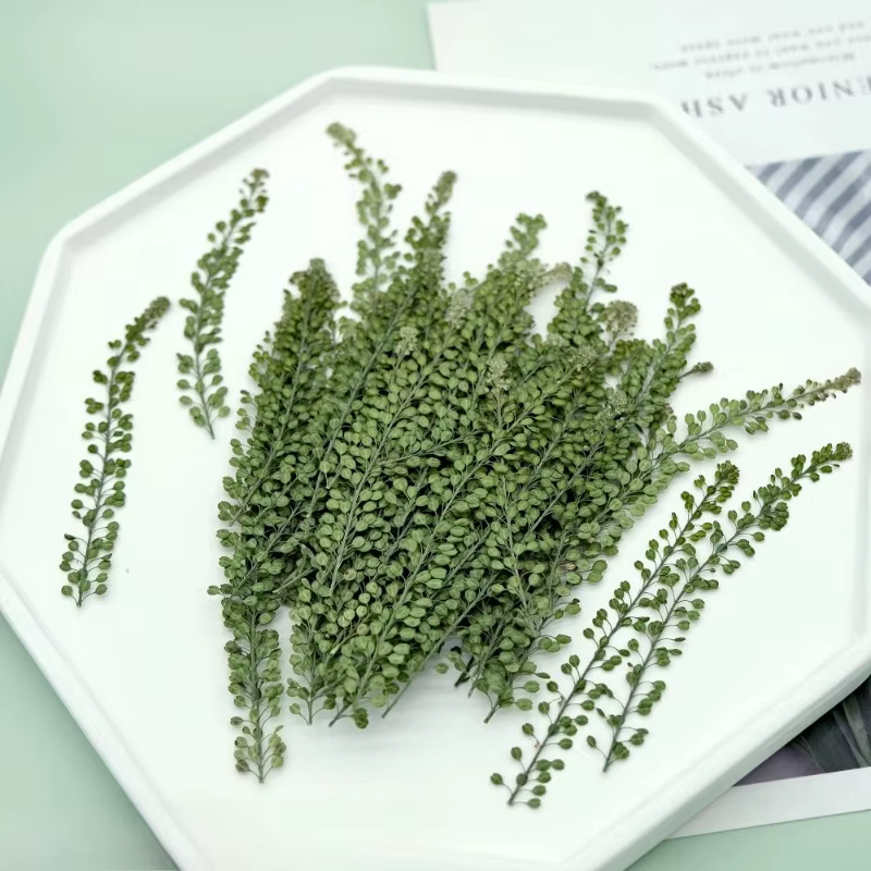 12 pièces, fleur pressée véritable lépidium et cloche verte herbe fleurs séchées bricolage cadre Photo/cartes/bougies/coques de téléphone/fournitures artisanales en résine
