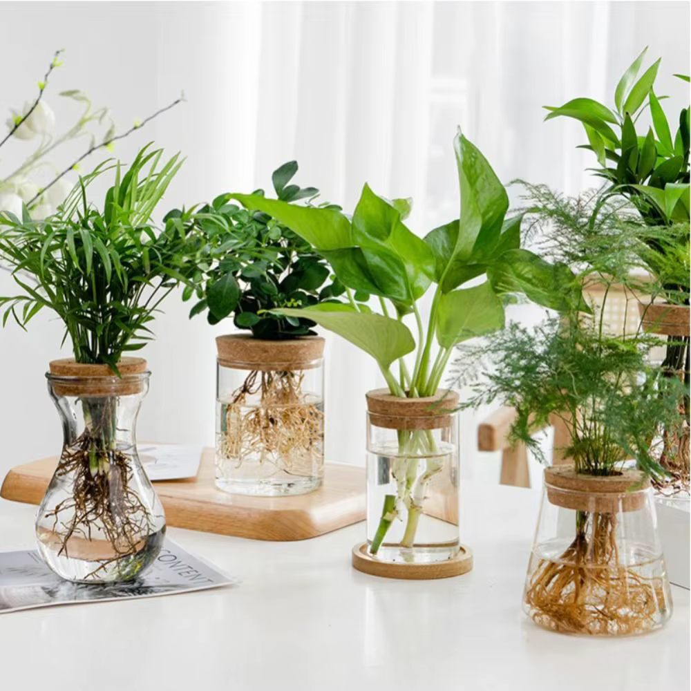 Pot de fleur hydroponique transparent pour la maison