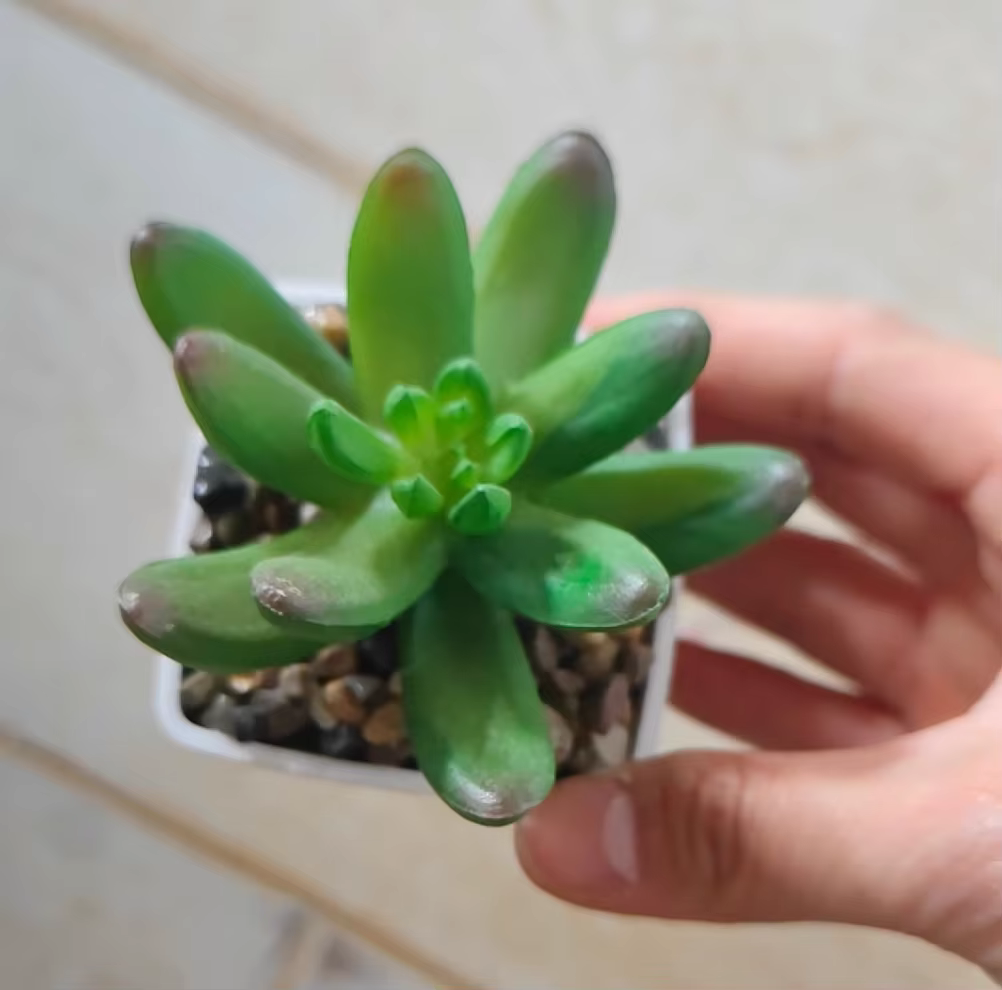 Mini Simulation succulente plante verte en pot décoration