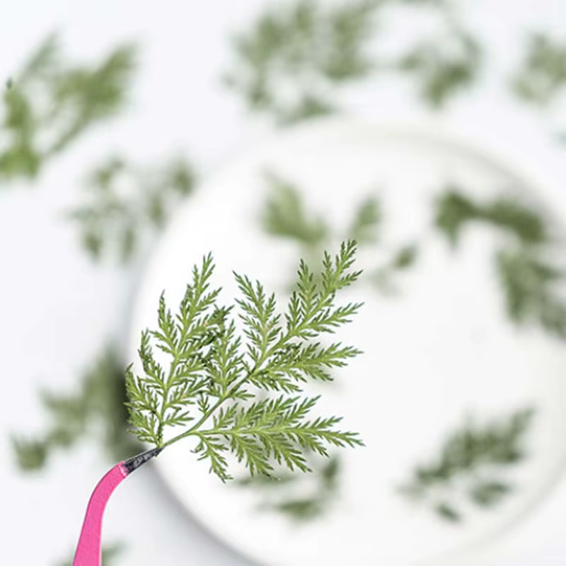 Feuilles naturelles séchées et pressées