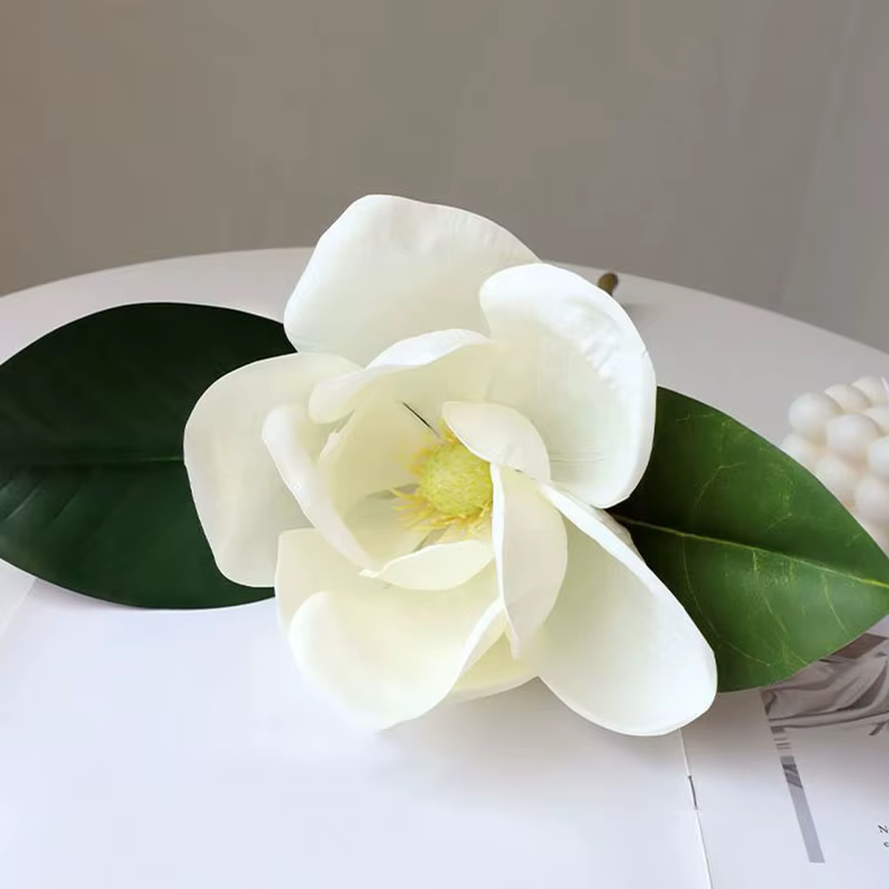 Grande fleur de magnolia blanc de haute qualité