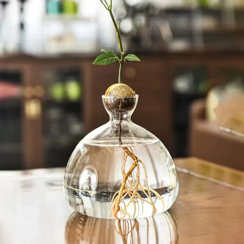 Kit de culture de graines d'avocat transparent – Vase en verre pour démarreurs de plantes