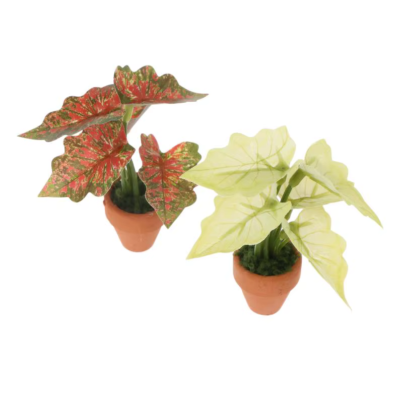 Miniature Plante en Pot Taro Vert Arrière-Plan Tortue