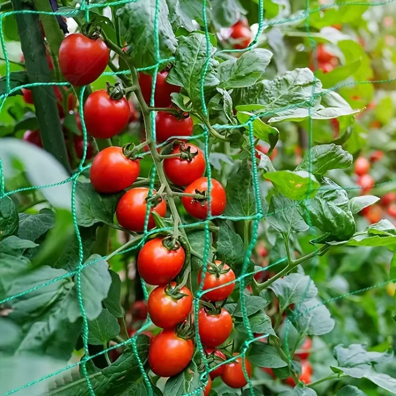 Pergolas à treillis pour plantes