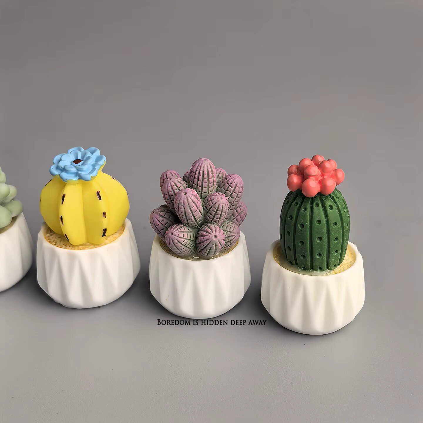 Cactus et succulentes en pot