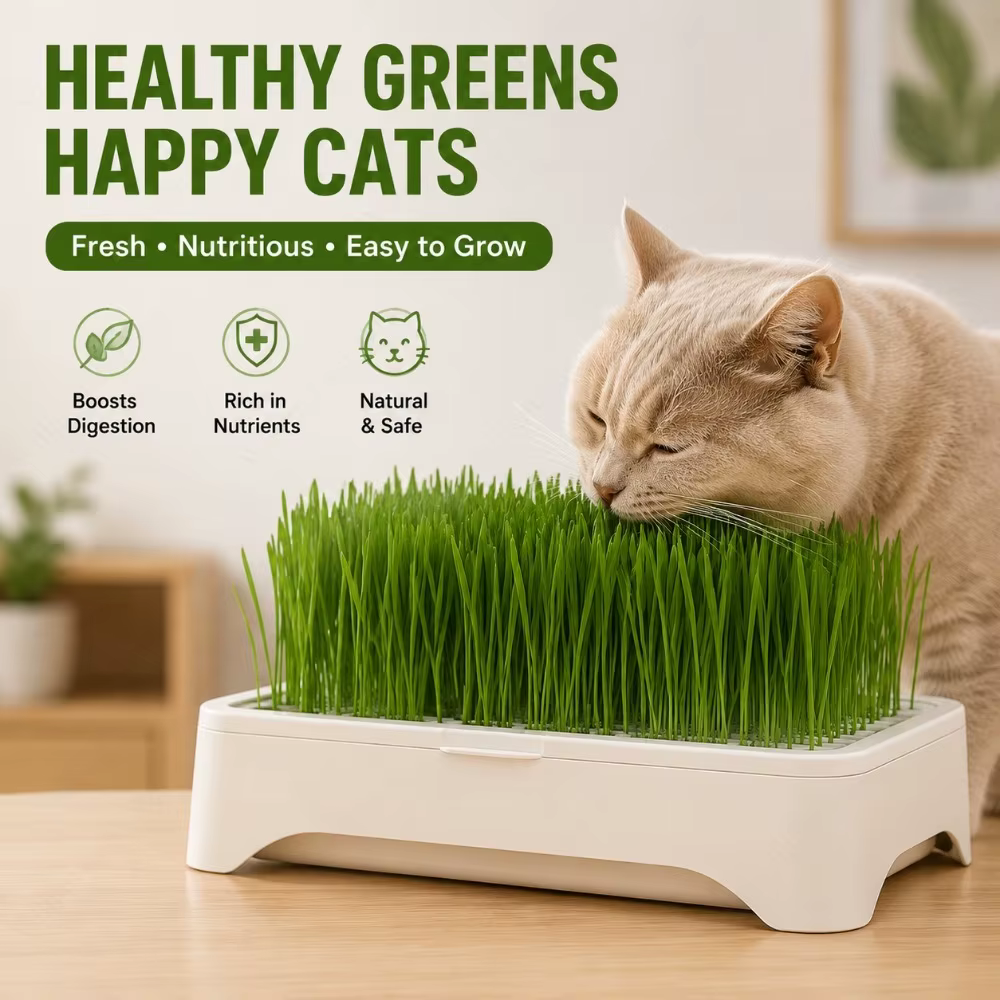 Pot hydroponique pour la culture de l'herbe à chatons