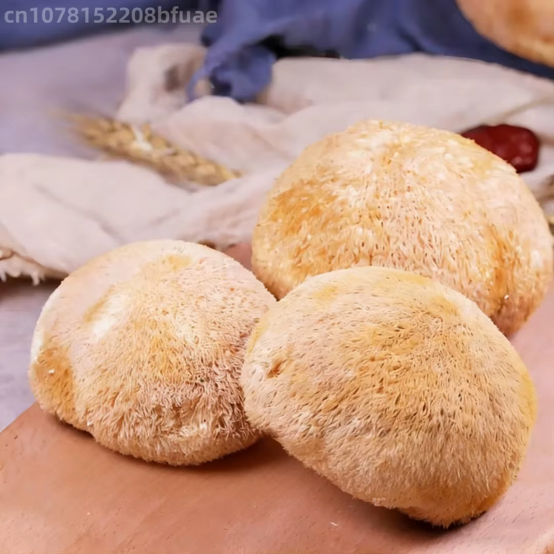Champignons de Crinière de Lion Séchés Premium