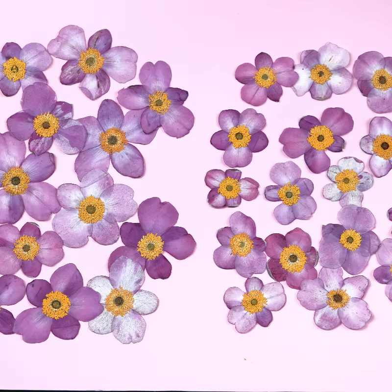 Fleurs séchées pressées en coton sauvage naturel