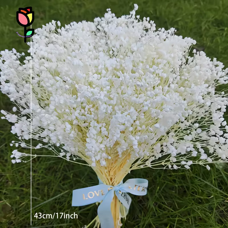 1 bouquet de fleurs séchées Gypsophile pour la décoration de mariage