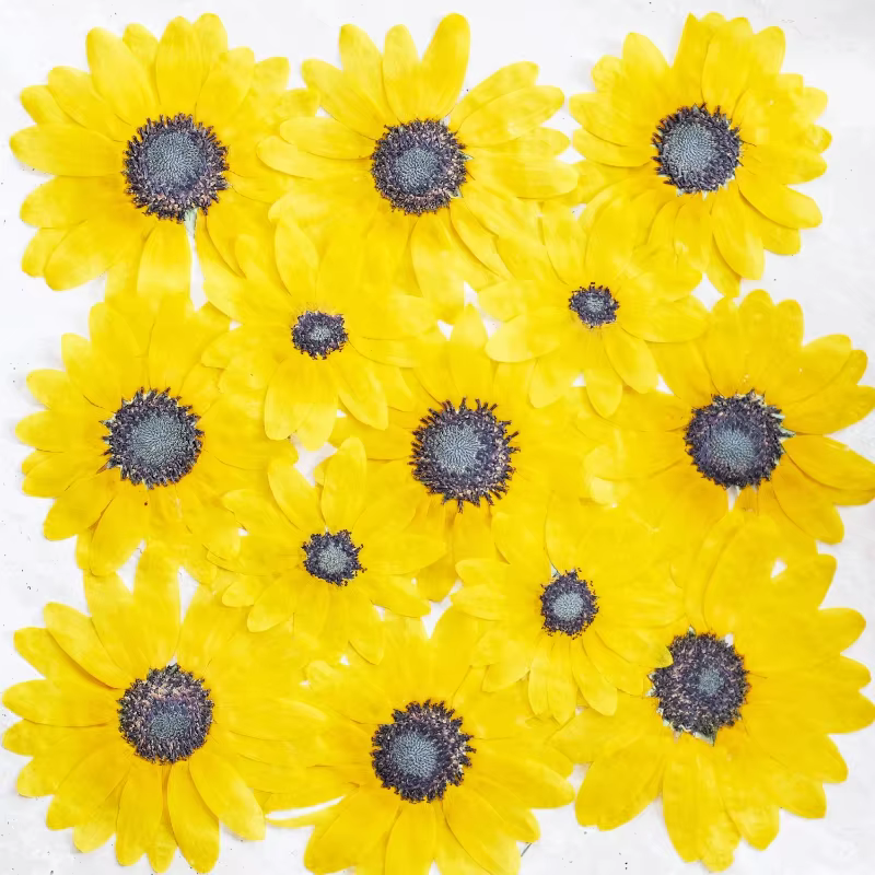Kit d'artisanat de fleurs sèches de tournesol pressé