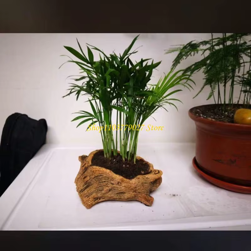 C4DF – jardinière fleurs succulentes à racines d'arbre