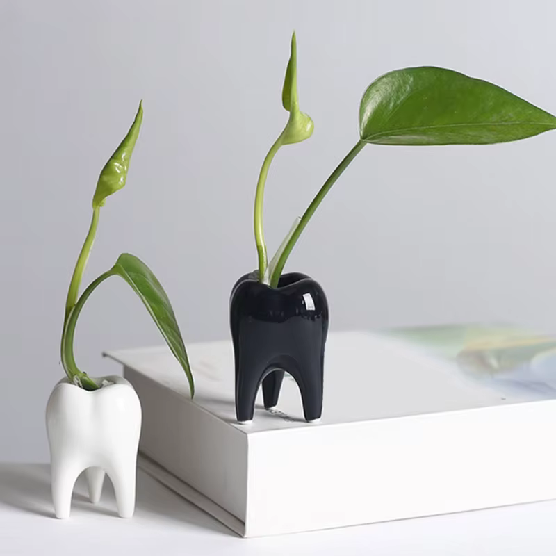 Pot plante charnue en céramique en forme dent