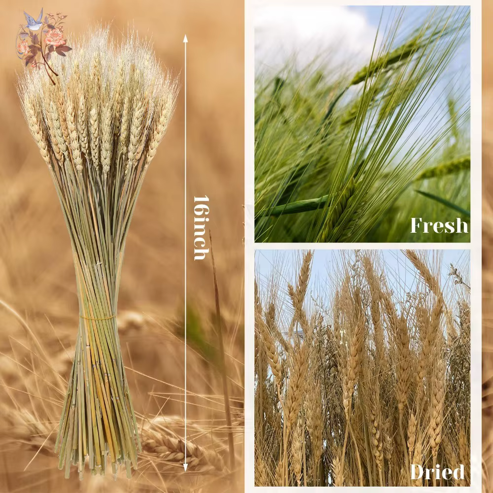 Fleurs séchées en forme d'oreille de blé naturel