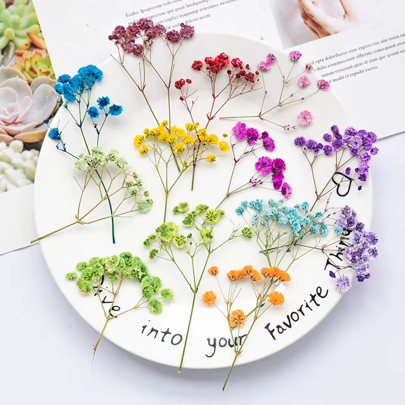 12 pièces, fleurs de gypsophile séchées et pressées teintées