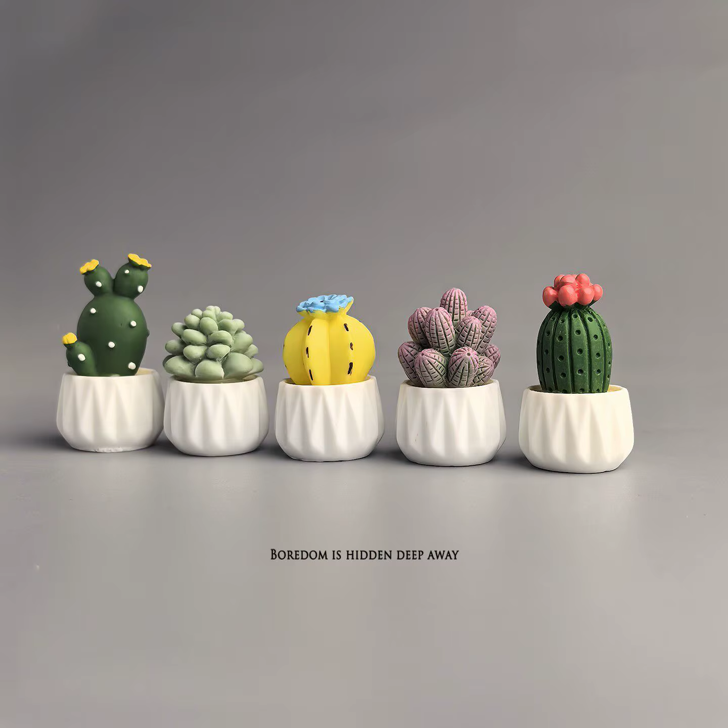 Cactus et succulentes en pot