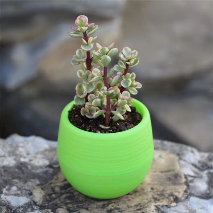 1 pièce, mini pot de fleurs en résine PP