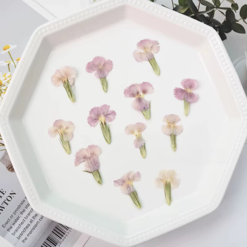 24 pièces/2-3CM, œillet naturel fleur séchée en relief acacia prune vraie