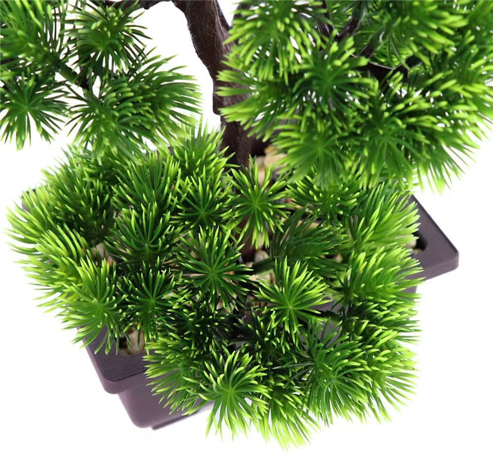 Plante bonsaï de pin japonais pour la décoration de la maison