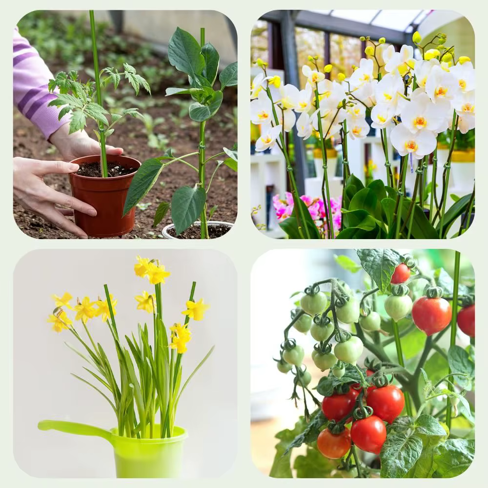 Bâtons de plantes à tige unique