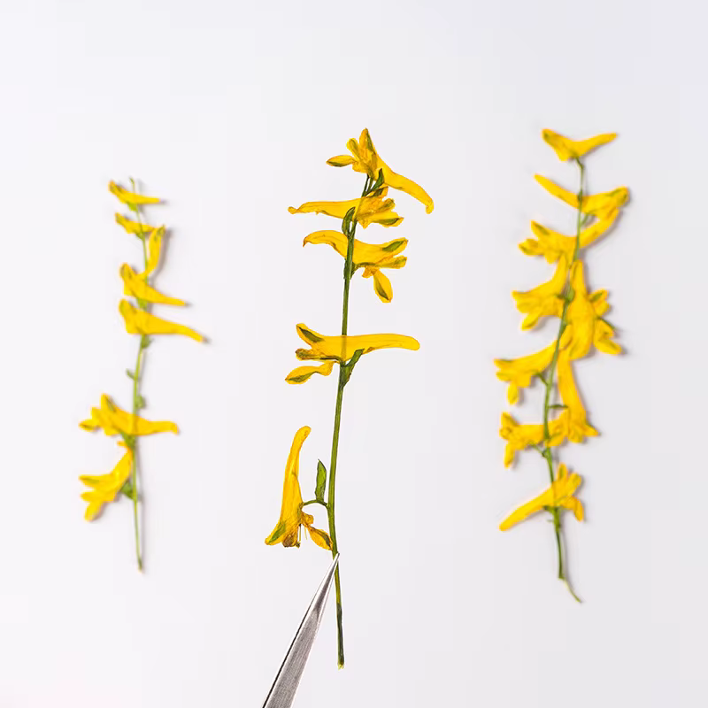 6 pièces/6-10 cm, fleurs séchées d'herbe de perroquet naturelles