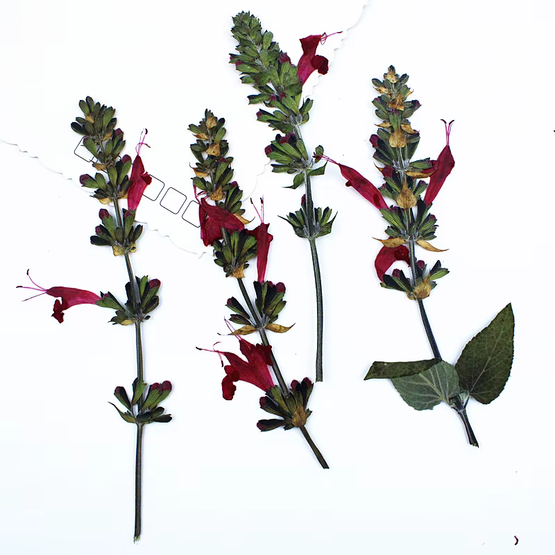 Fleur de Sauge Rouge vaccée en Relief