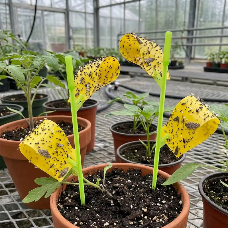 Pièges collants pour insectes 15/60x