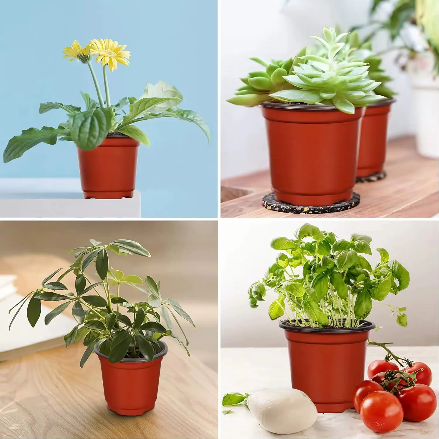 Pots de plantes en plastique avec étiquettes
