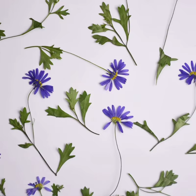 12 pièces, fleurs pressées séchées à l'iris à tige violette
