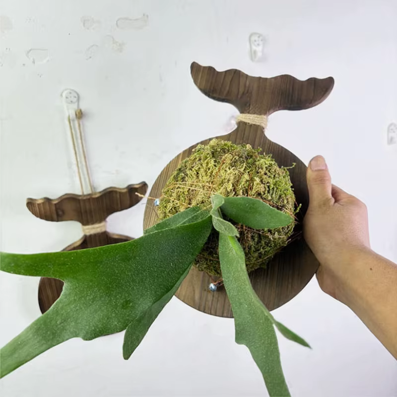 Nouvelle Planche Murale en Bois pour Plantes