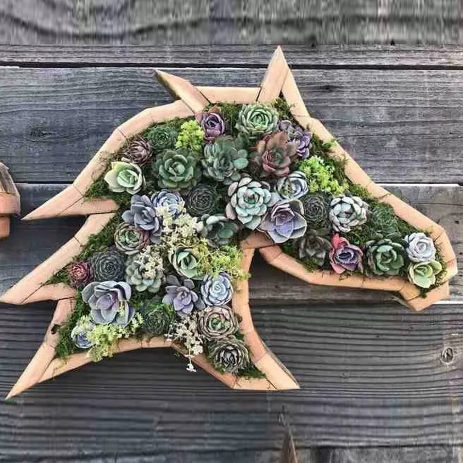 Pots de fleurs succulentes en bois en forme d'animal