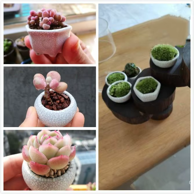 8 pièces de mini-pots de fleurs en céramique