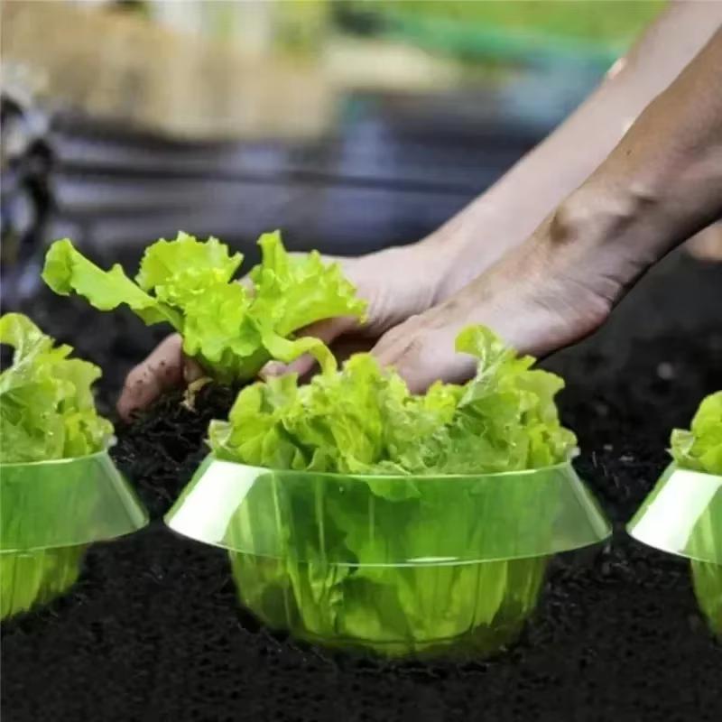 Colliers à limace pour plantes d'escargot