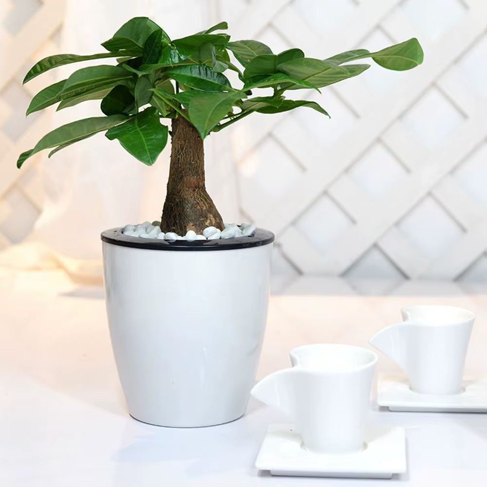 Panier de jardinage automatique en plastique pour plantes auto-arrosantes