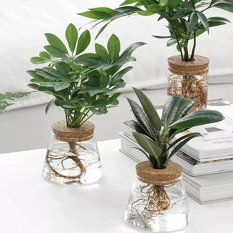 Pot de fleur hydroponique transparent