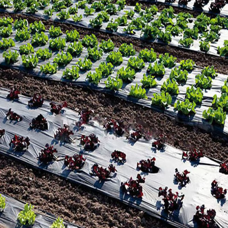 JPeoples-Film de croissance noir perforé pour la plantation de légumes