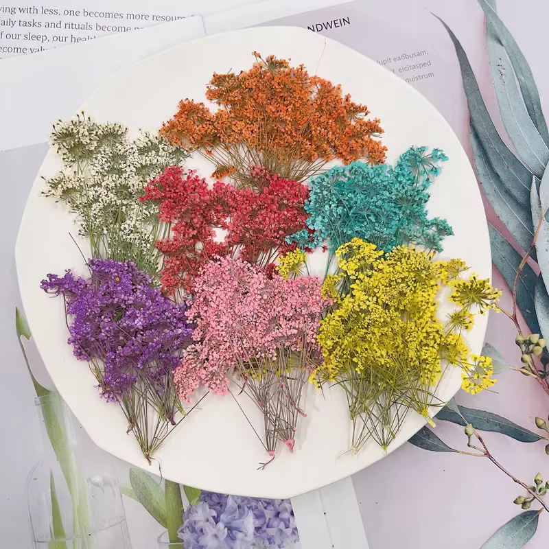 Branches de gouttes de neige pressées séchées naturelles
