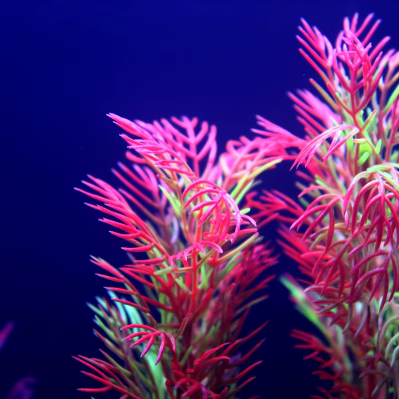 Plantes d'aquarium artificielles sous-marines multiples