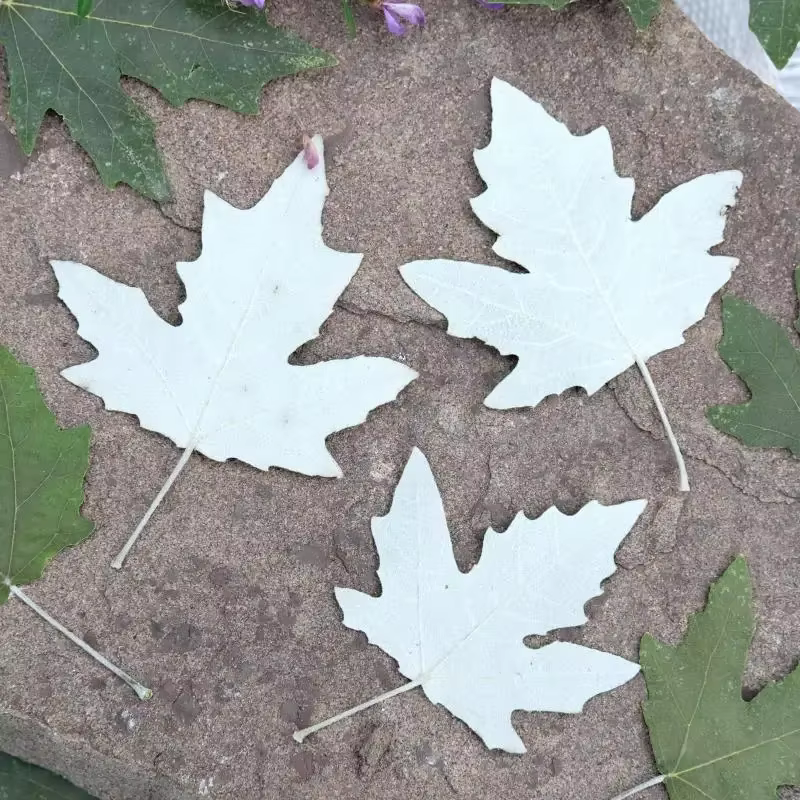 Feuilles de peuplier pressées naturelles