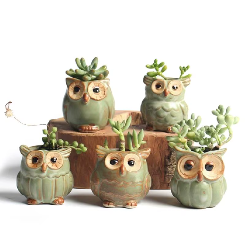 Pot de jardinière succulente mignon